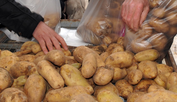 Πατάτες: Το «πρόγραμμα» Παλλήνης