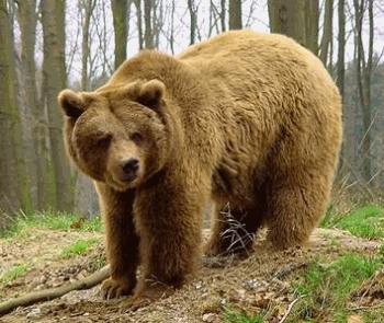 Ο Μίσα ξύπνησε!