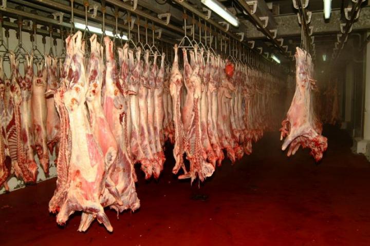 «Πόλεμος» για τον οβελία