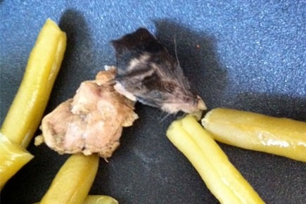 Με τα φασόλια, δώρο ένα.. ποντίκι