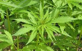 Λέτε να κλέψουν την ιδέα;