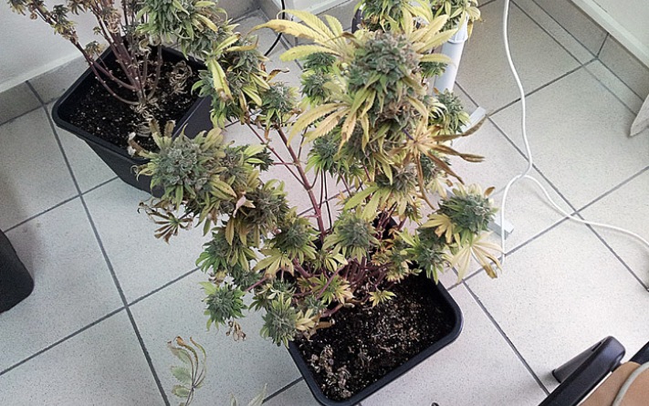 Ωραίος κήπος!