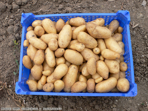 “Δαγκωτό” στο κίνημα της πατάτας