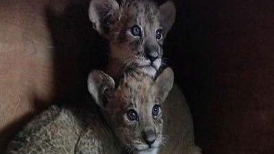 Τα τιγρολιονταράκια της Κίνας!