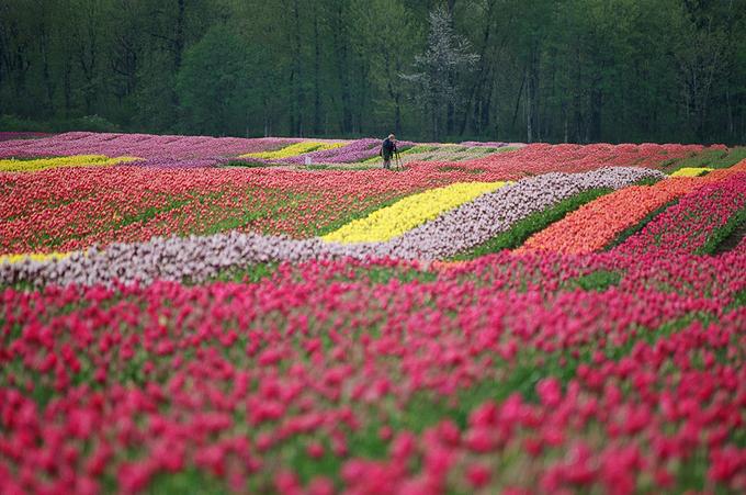 Γονίδιο …διακόπτης