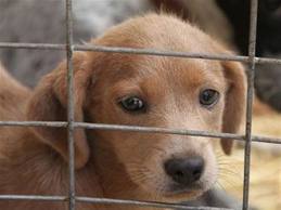 Φρίκη στα σκουπίδια