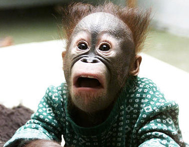 Τους χάρισαν… μαϊμού!