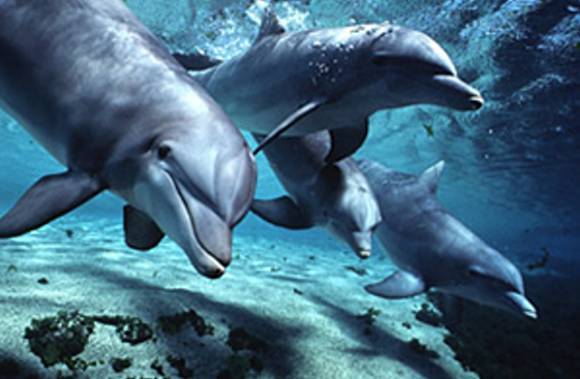 “Ξεψάρωσαν” τα δελφίνια