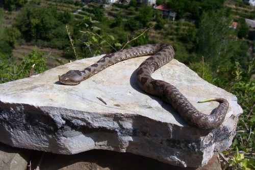 Η οχιά παραμόνευε…