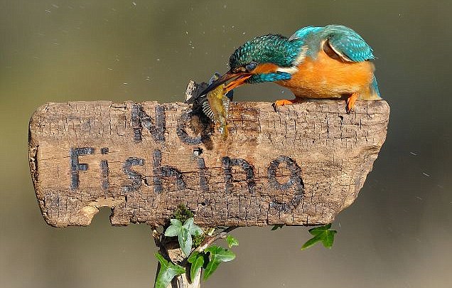 Ο φτερωτός…παραβάτης