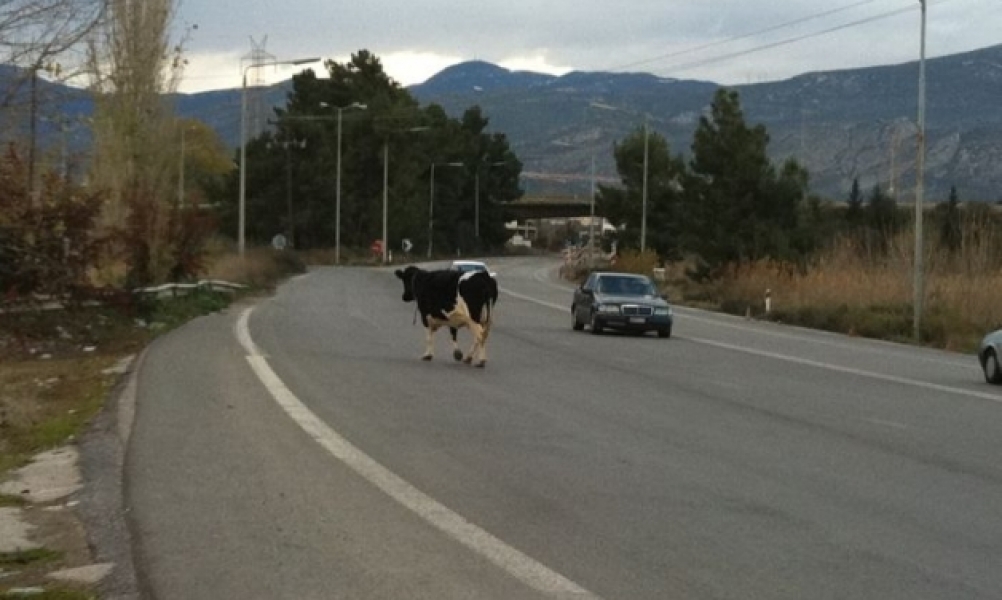 Έκοβε βόλτες στην Εθνική!