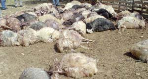 Του έσφαξαν 35 πρόβατα