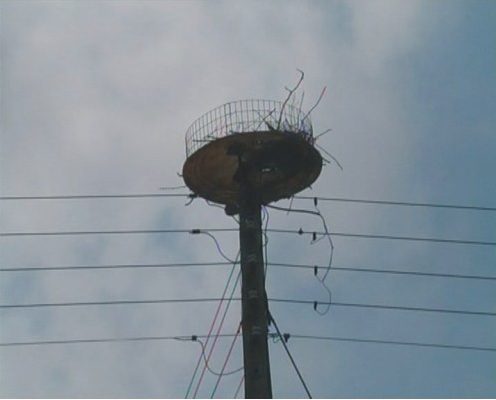 Οι πελαργοί δεν πληρώνουν χαράτσι