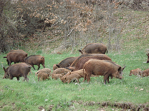 Αγριογούρουνα…επιδρομείς…