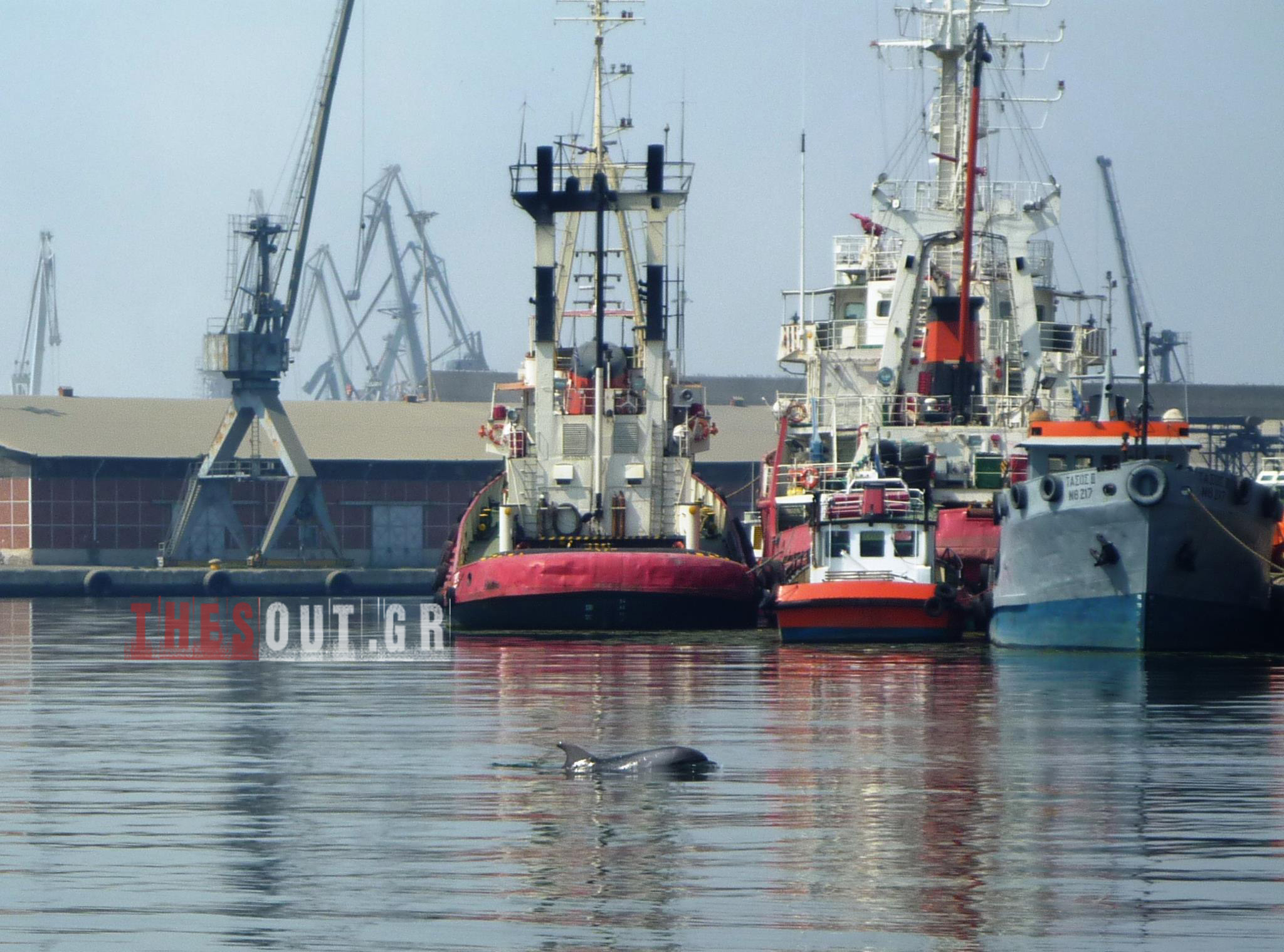 Δελφίνι στο Θερμαϊκό!