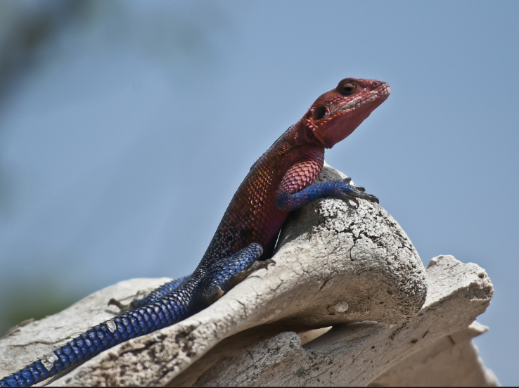 Η Spiderσαύρα!!