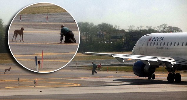 Ο σκύλος καθυστέρησε την πτήση