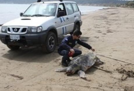 Νεκρές καρέτα-καρέτα