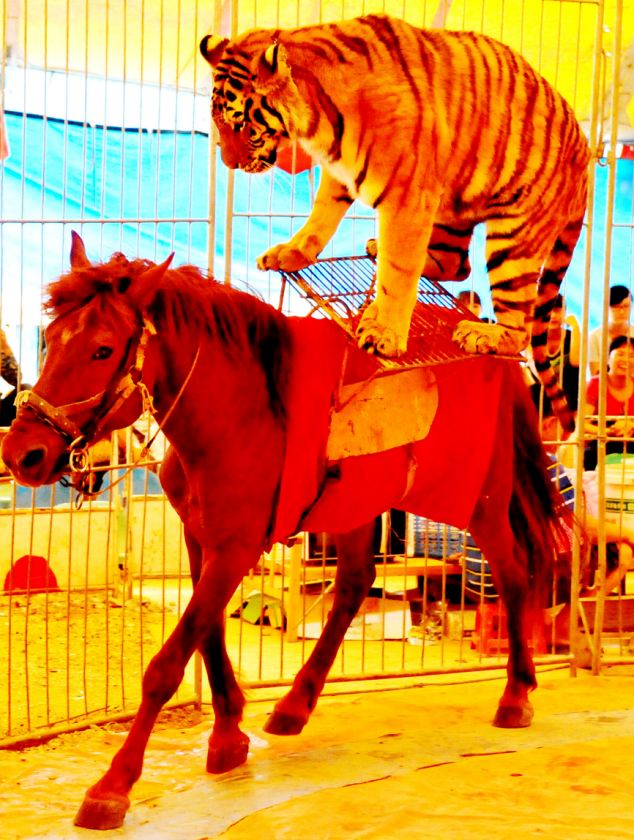 Συνεχίζουν την κακομεταχείριση