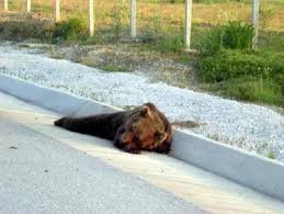 Κι άλλη νεκρή αρκούδα