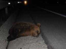 Τροχαίο με θύμα αρκουδάκι