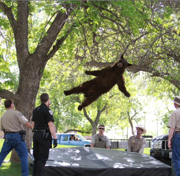 Μάθε αρκούδα…γράμματα
