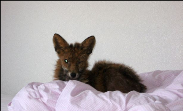 Μαμά, μια αλεπού στο κρεβάτι