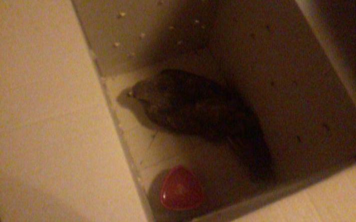 To γεράκι θα πετάξει ξανά