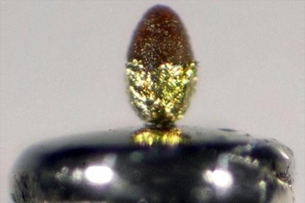 Το μικρότερο αυγό του κόσμου!