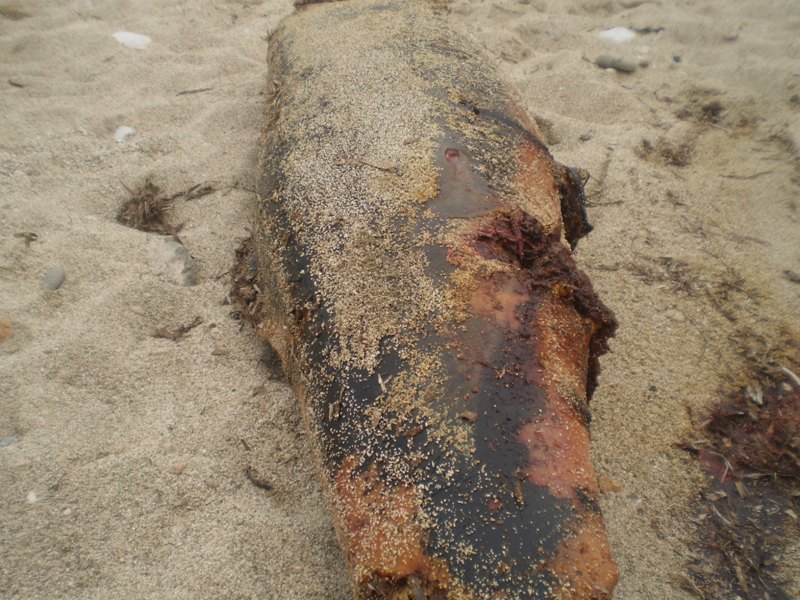 Νεκρό δελφίνι στη Λευκάδα