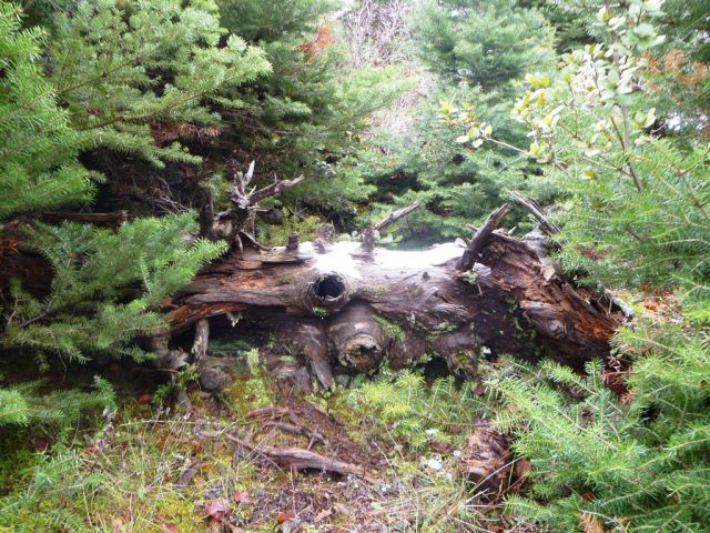 Τραγικό τέλος για ηλικιωμένο