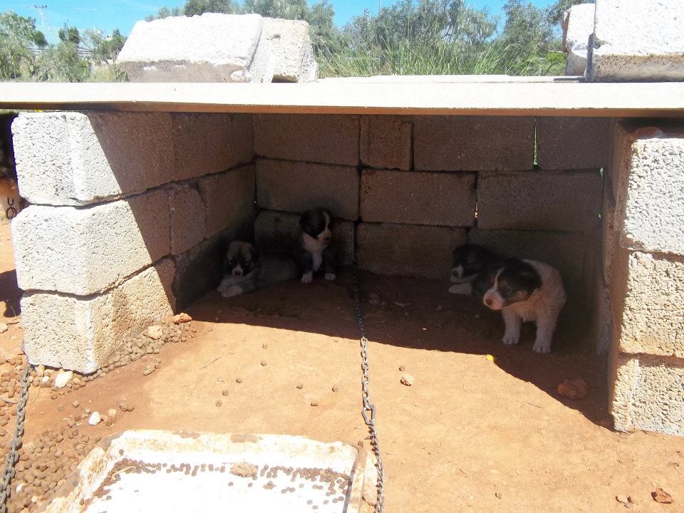 Κτήνος εκτροφέας ζώων