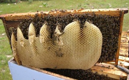 Οι κυψέλες “έφυγαν” νύχτα