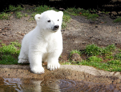 Έσωσαν το αρκουδάκι στα Γιάννενα