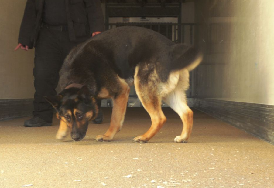 Εξιχνίαση ΣΔΟΕ