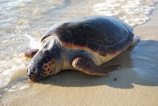 Κι άλλη νεκρή καρέτα-καρέτα