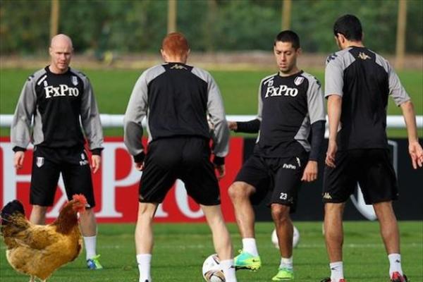 Οκτώ κοτόπουλα στα γήπεδα