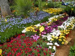 Γιορτή λουλουδιών πλάι στο κύμα