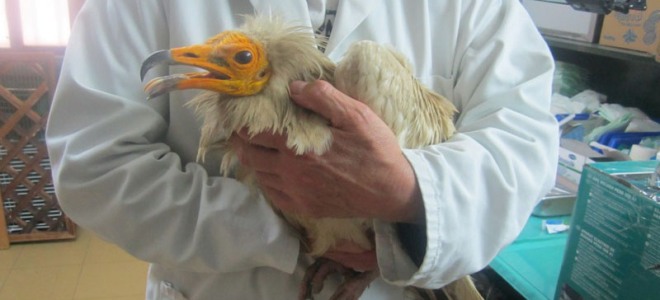 “Ανέστησαν” σπάνιο γύπα