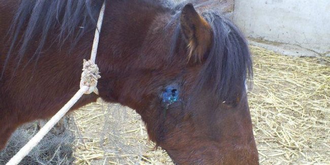 Σύλληψη για θανάτωση αλόγου