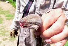 Φίδι έσπειρε τον τρόμο σε λαϊκή