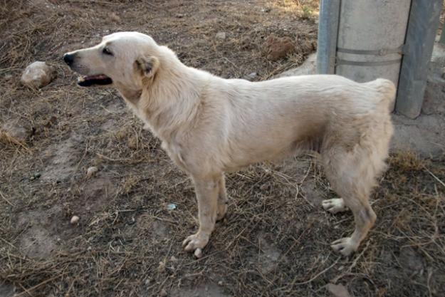 Σκότωσε σκυλίτσα με καραμπίνα…