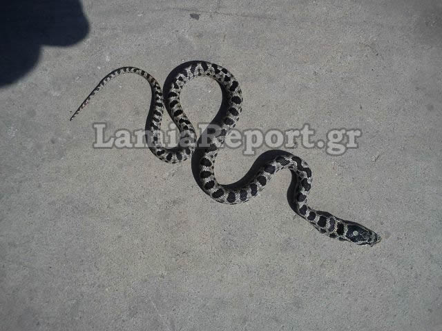 Ένας απρόσκλητος επισκέπτης