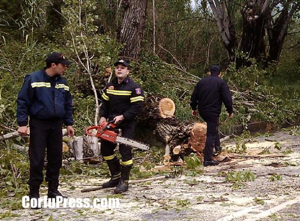 Τον χτύπησε ιπτάμενος…κορμός
