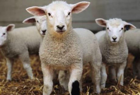 Το Πάσχα έρχεται, τα αρνιά…