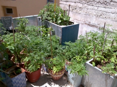 “Χόρτο” σε γλάστρες