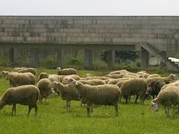 Έκλεψαν ποιμνιοστάσιο