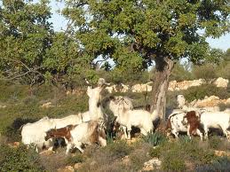 ‘Επεσε ξύλο για τις φόλες!