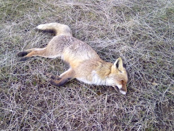 Σκότωσαν 20 ζώα!