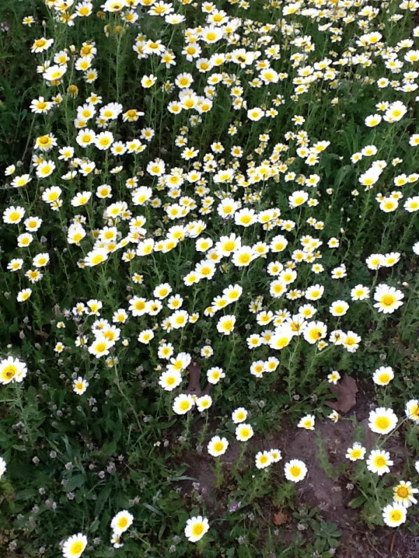 Μαργαρίτες να μαδάει…